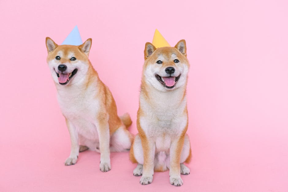 pexels-photo-4588010-4588010 Adorable Shiba Inus in party hats posing against a vibrant pink backdrop.