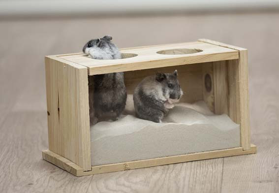 Sandbad för Hamster & Mus – Sandbad