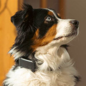 GPS till hund, Tractive