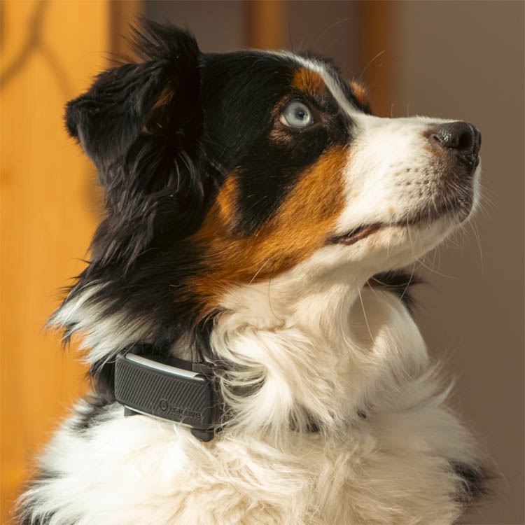 GPS till hund, Tractive