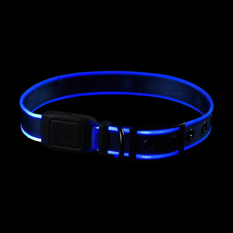 Lysande hundhalsband, Medium