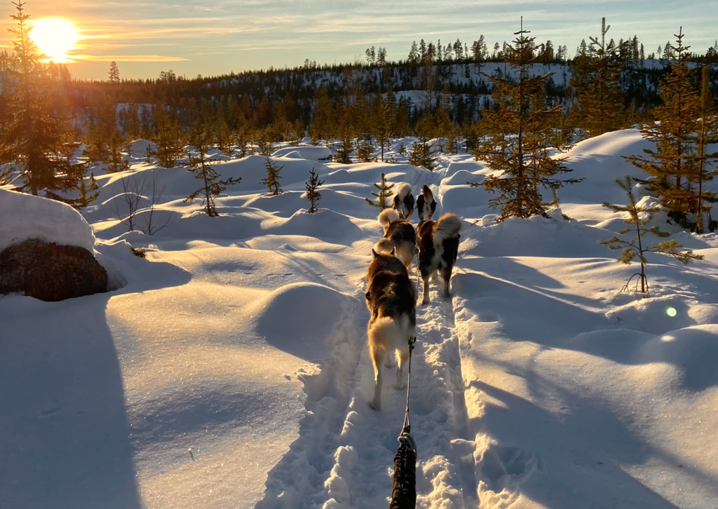 Presentkort – Hundspann för två