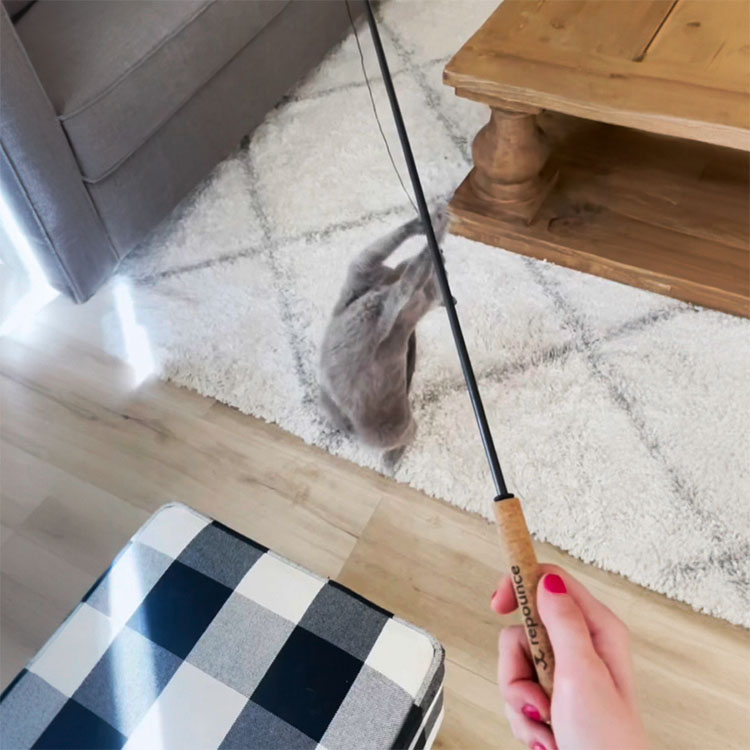 Kattspö