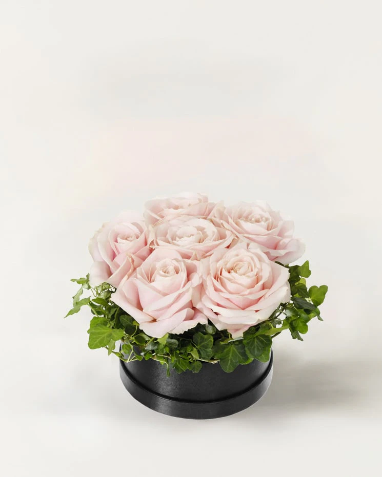 Rosa rosboxen, liten